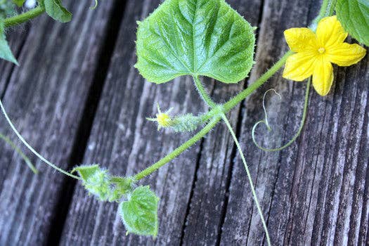 Backyard Safari Company - Wholesale Plant Seeds - Little Bunny Garden Grow Kit5