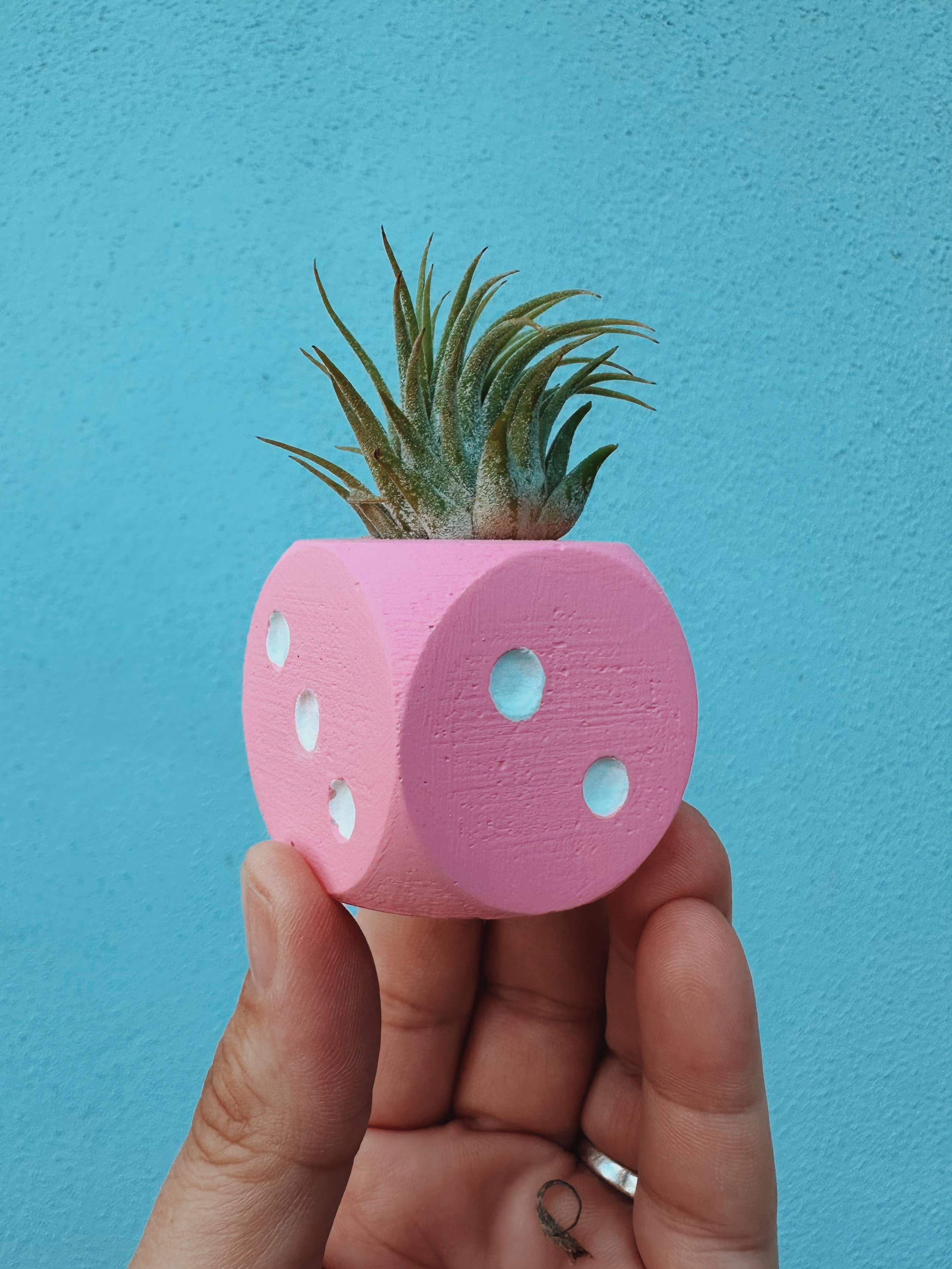 O'Berry's Succulents - Wholesale Live Plant - Pink Dice Mini Planter with Air Plant2