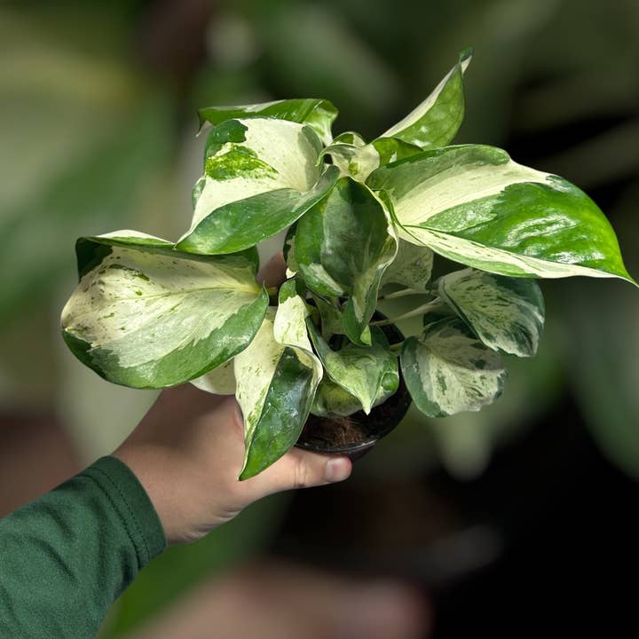4" Manjula Pothos for wholesale by Down to Dirt Plants