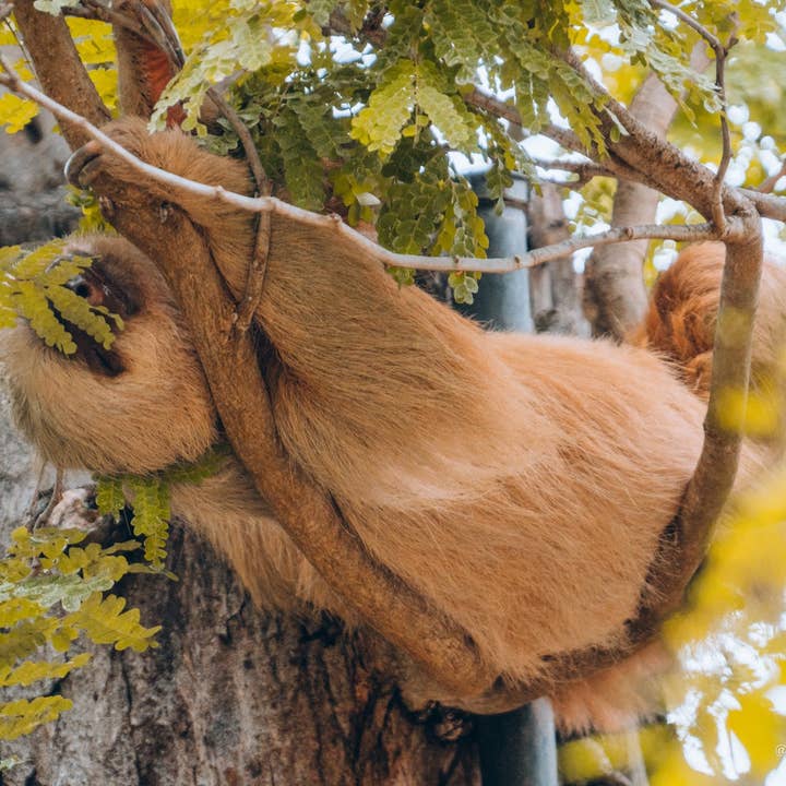 Costa Rica 25 pour la vente par Autumn Carolynn Photography