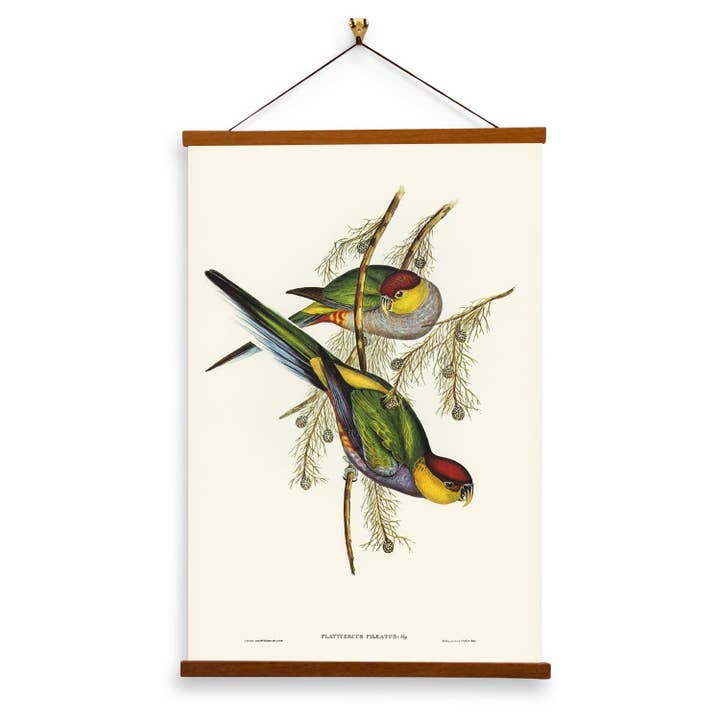 Roodkapparkiet door John Gould - Giclée print op canvas met magnetische hanger voor wholesale door Vintage Banners