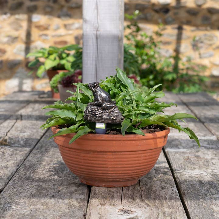 Jardinopia UK – wholesale Bird feeder – Frog On A Log Plant Drip Feeder Cover & Feed5