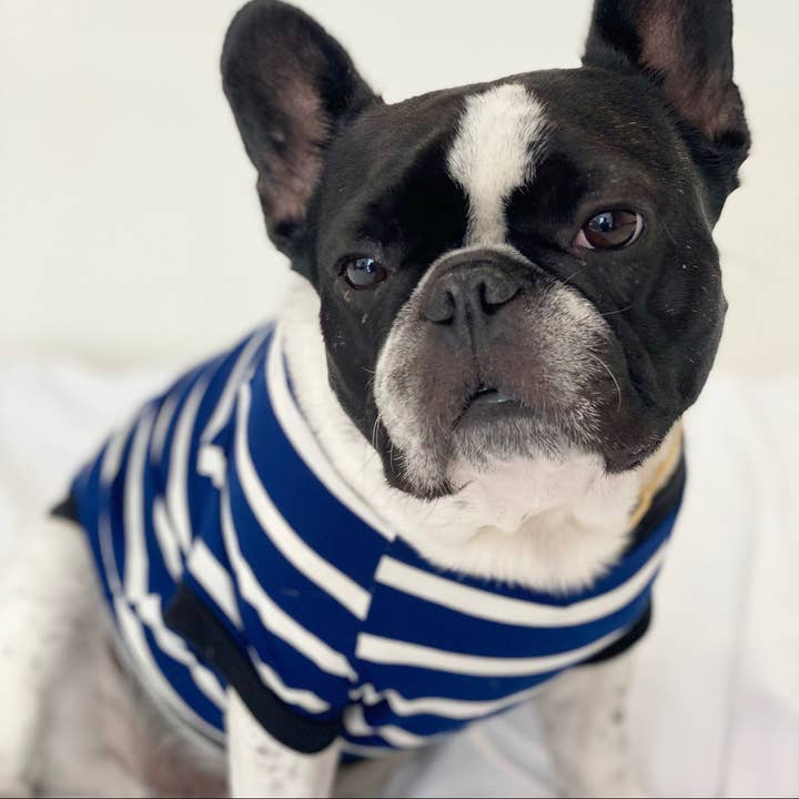 Homerun Pup Shirt - Navy and White for wholesale by BOSSPUP