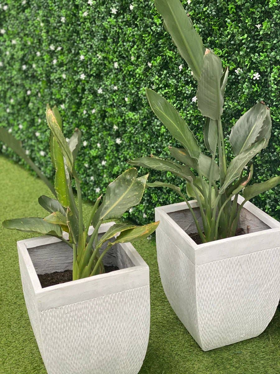 Designer Plants - Vente Plantes artificielles - Mur de Buis Artificiel à Fleurs Blanches 40" x 40" 11SQ FT Qualité Commerciale Résistant aux UV7