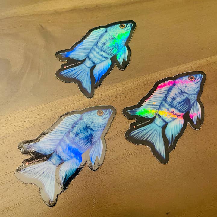 Reef of Clowns - Venta al por mayor Pegatina - Pegatina azul de cíclidos africanos (holográfica)