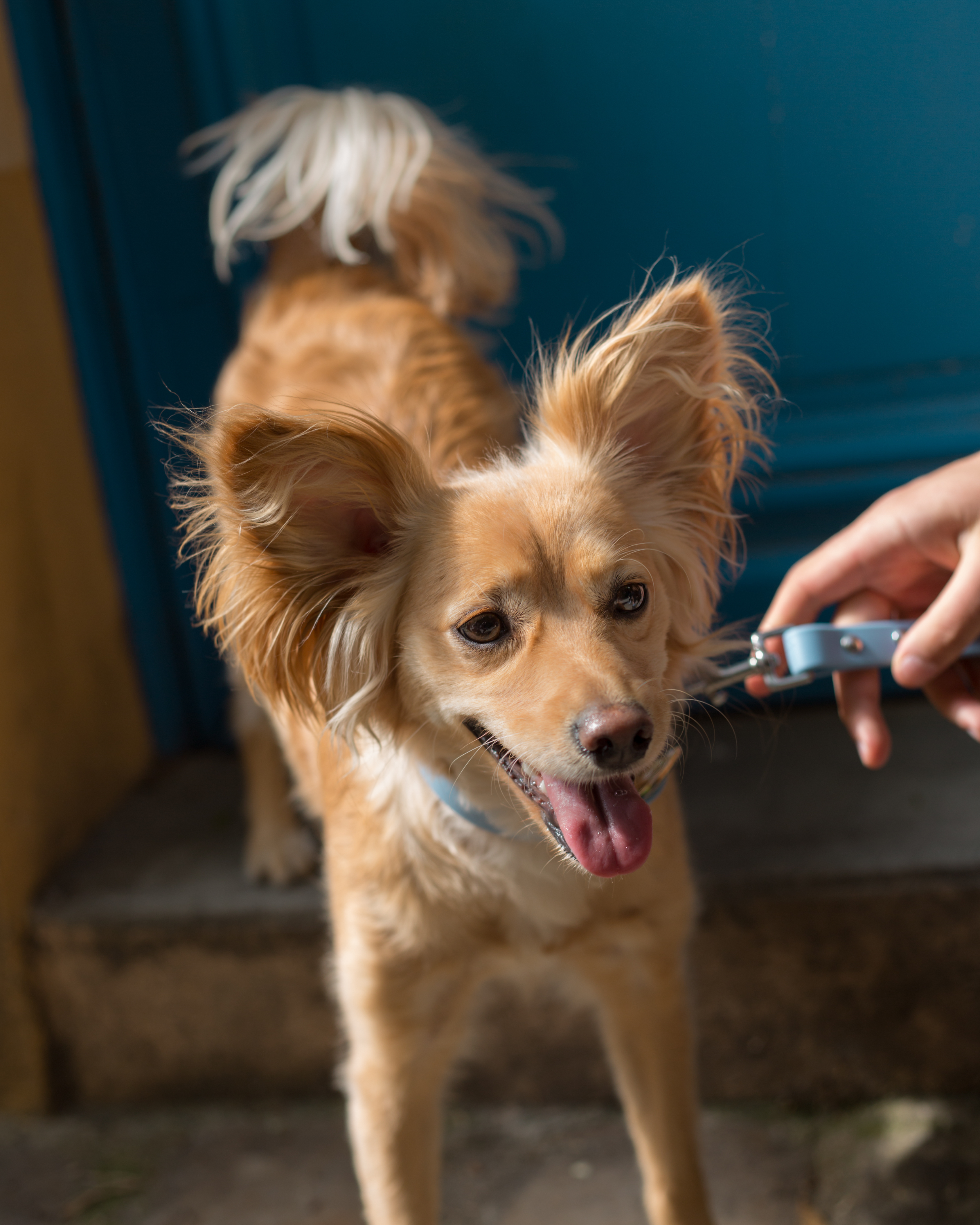 Ploouf Dogs - Wholesale Pet Leash - Dog - Glacier blue “soft touch” leash4