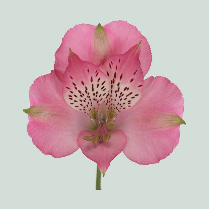 Alstroemeria Avianna (10 Stems) for wholesale by All Occasions Wholesale