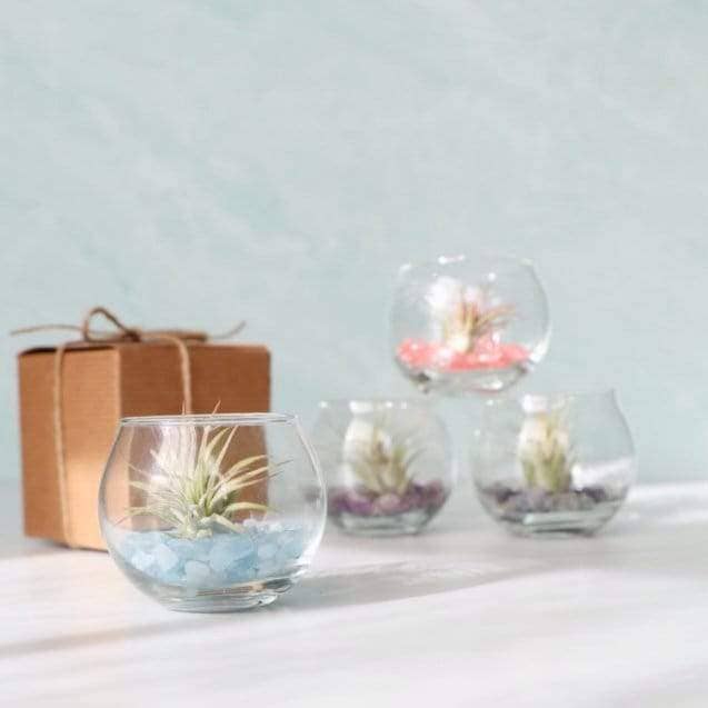 The Simply Crafty Shop - Wholesale Terrarium - Mini Bubble Terrarium Kit- Semi-Precious Stone