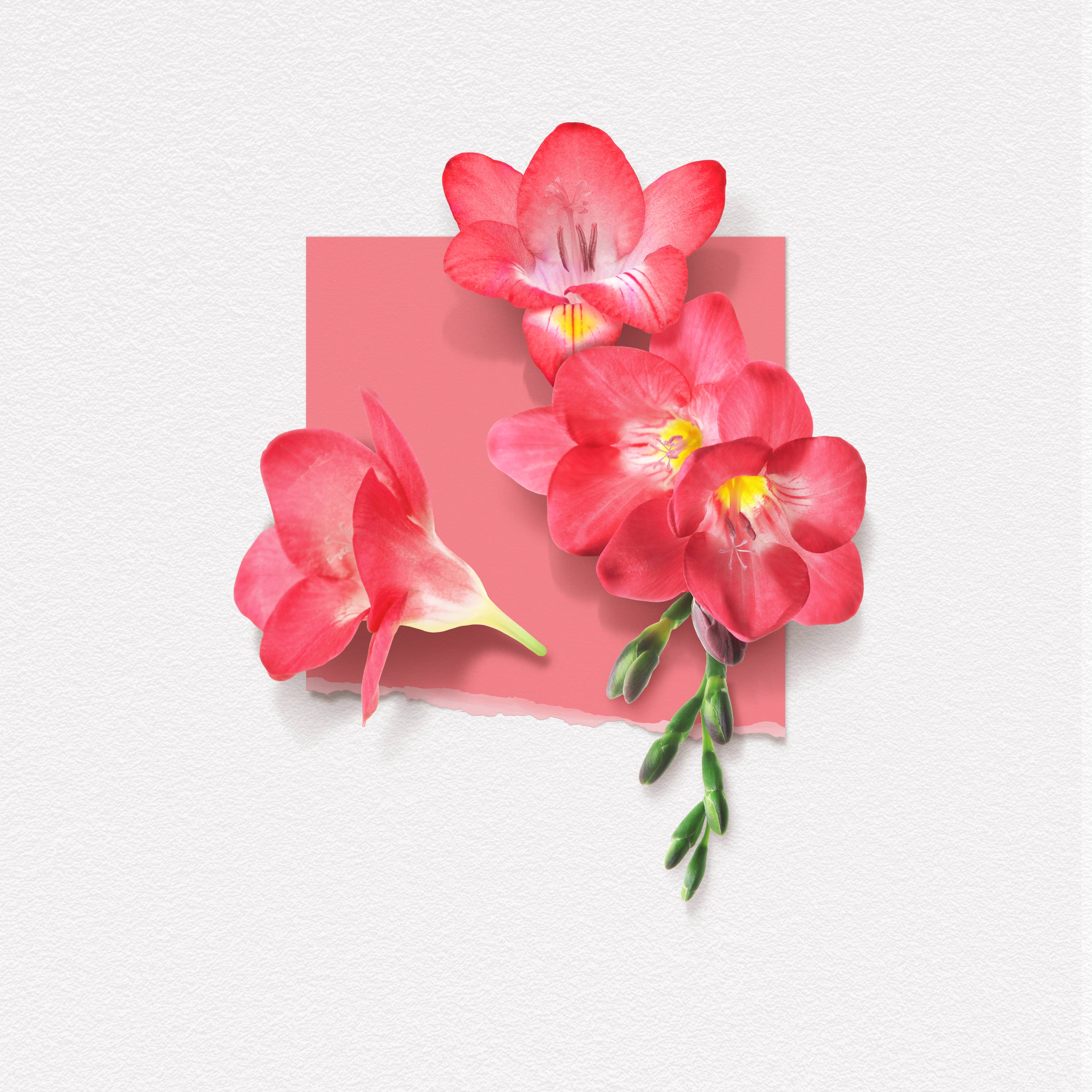 Solinotes (US Stores) - Distributed by Scents of Europe - Vente Parfum/Eau de toilette - Parfum Freesia 1,7 oz - CLEAN BEAUTY12