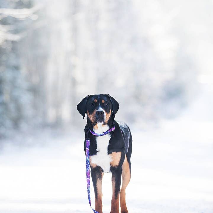 Dizzy Dog Collars – Engroshandel Halsbånd - Hund – Galaxy hundehalsbånd3