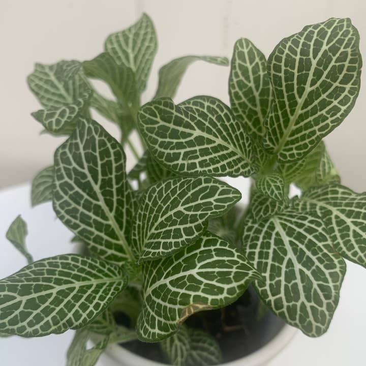 AssorteRooted Indoor plant and office plants for decorations and other Purchase Wholesale planche apero. Free Returns & Net 60 Terms on Faire trending on Faire.