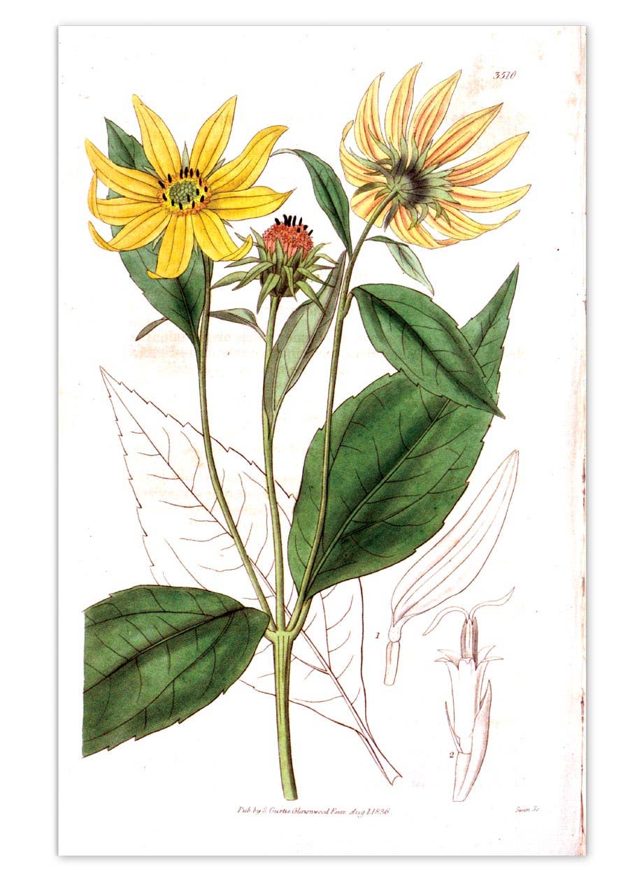 Laughing Elephant – Großhandel Postkarten-Set – Sonnenblumen-Postkartenbox — Postkarten für den täglichen Gebrauch in Schachtel4