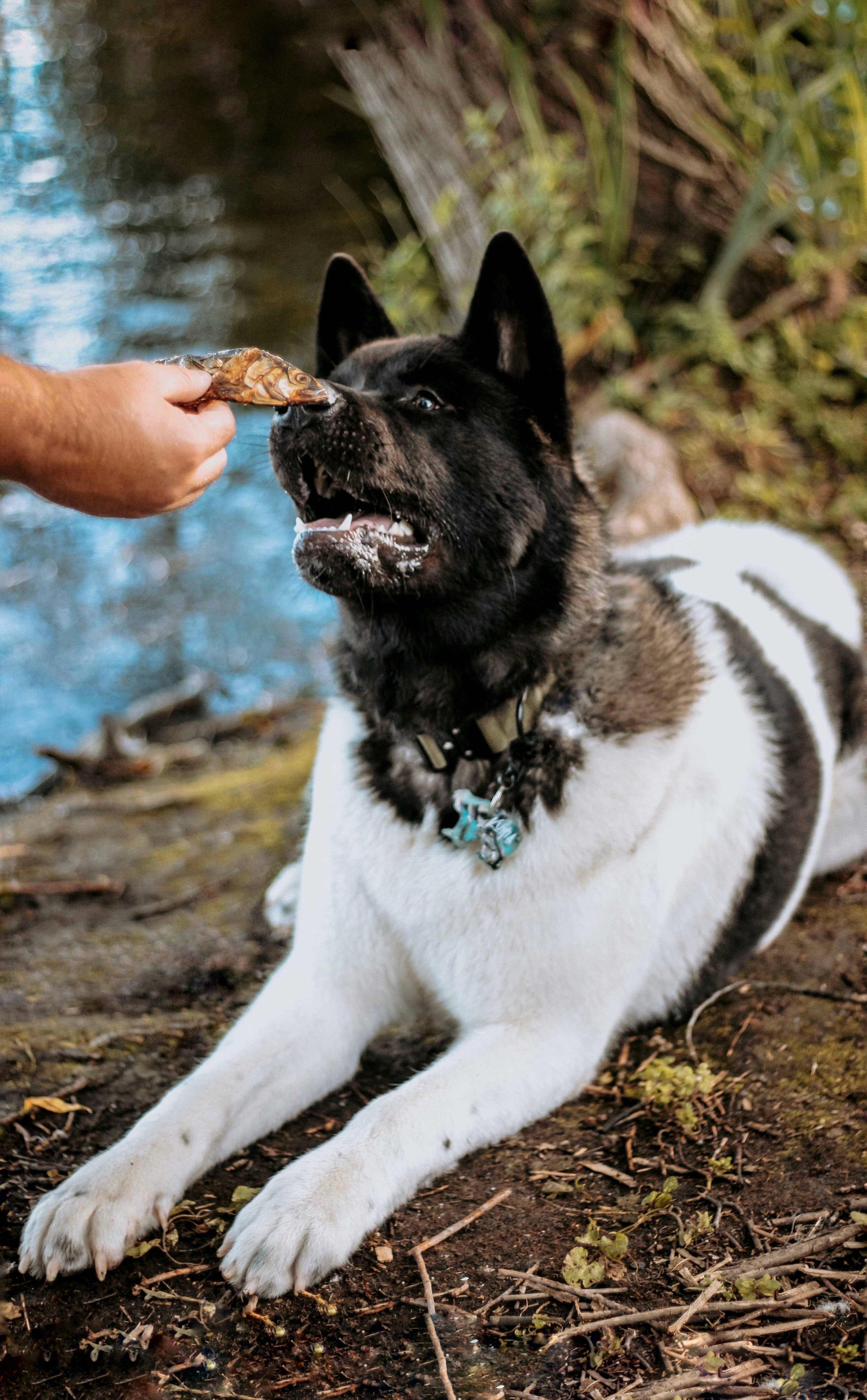 Wild n Fresh Treats – wholesale Pet treats – Dog – Dehydrated Whole Sardines (Wild Caught)2