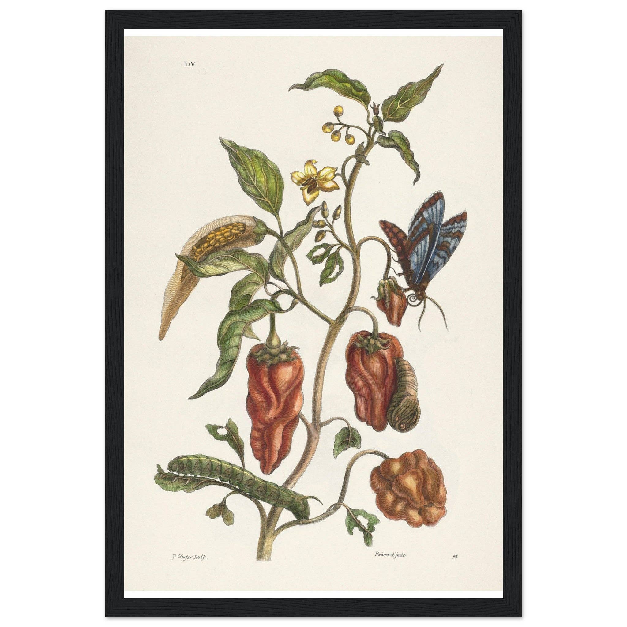 Maison de Paloma - Wholesale Art Print - Poivre d'Inde6