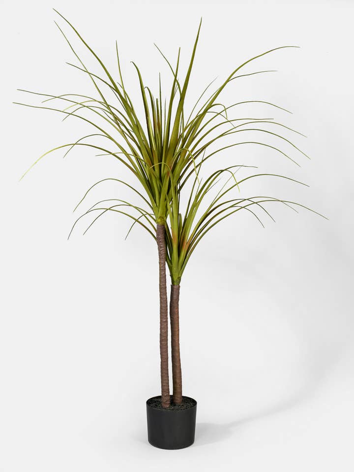 43in Dracaena Plant for wholesale by Jamali Garden