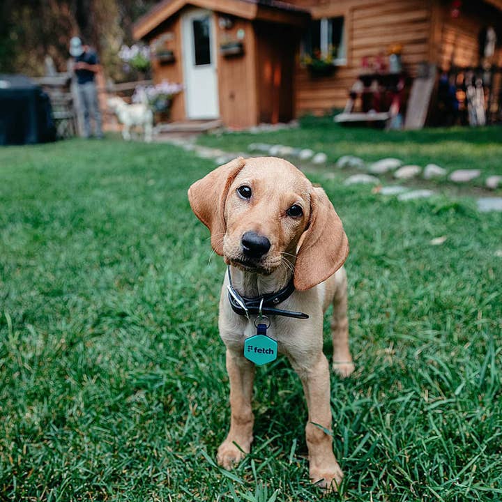 Étiquette intelligente pour animaux de compagnie Easy Green Fetch® pour la vente par Lifekey