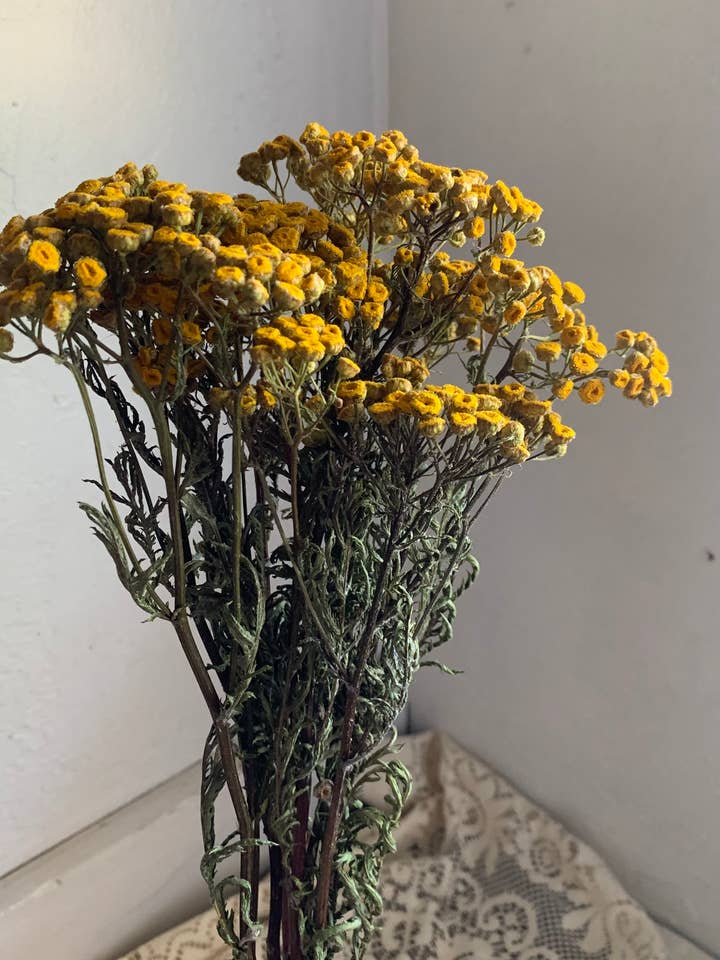 Dried Tansy Flower - Sunny Yellow for wholesale by Twig and Snip