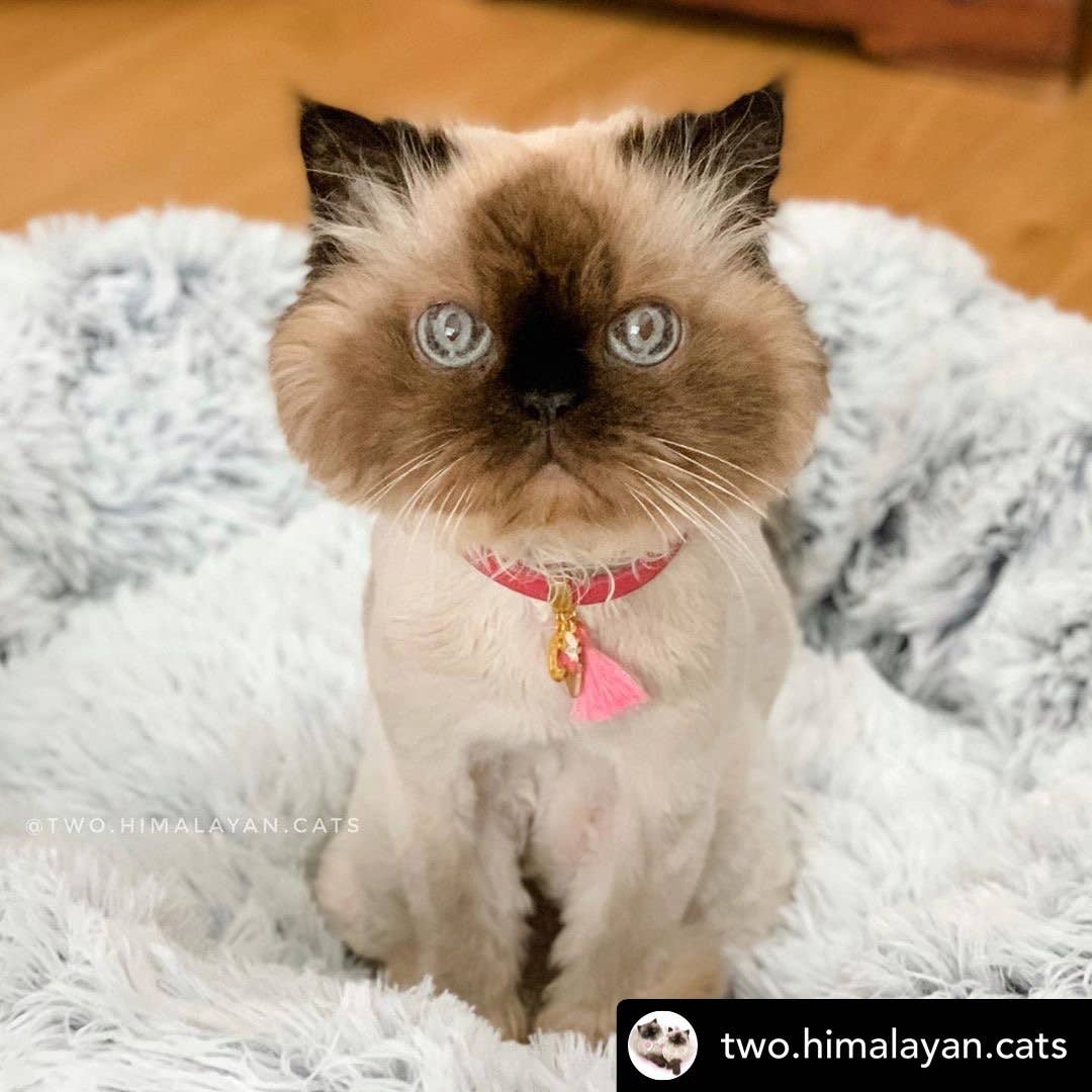 Mr. Peanut's - Wholesale Pet Bed - Dog - Mr. Peanut's 23" OrthoPlush® Pet Bed - Gray Two Tone7