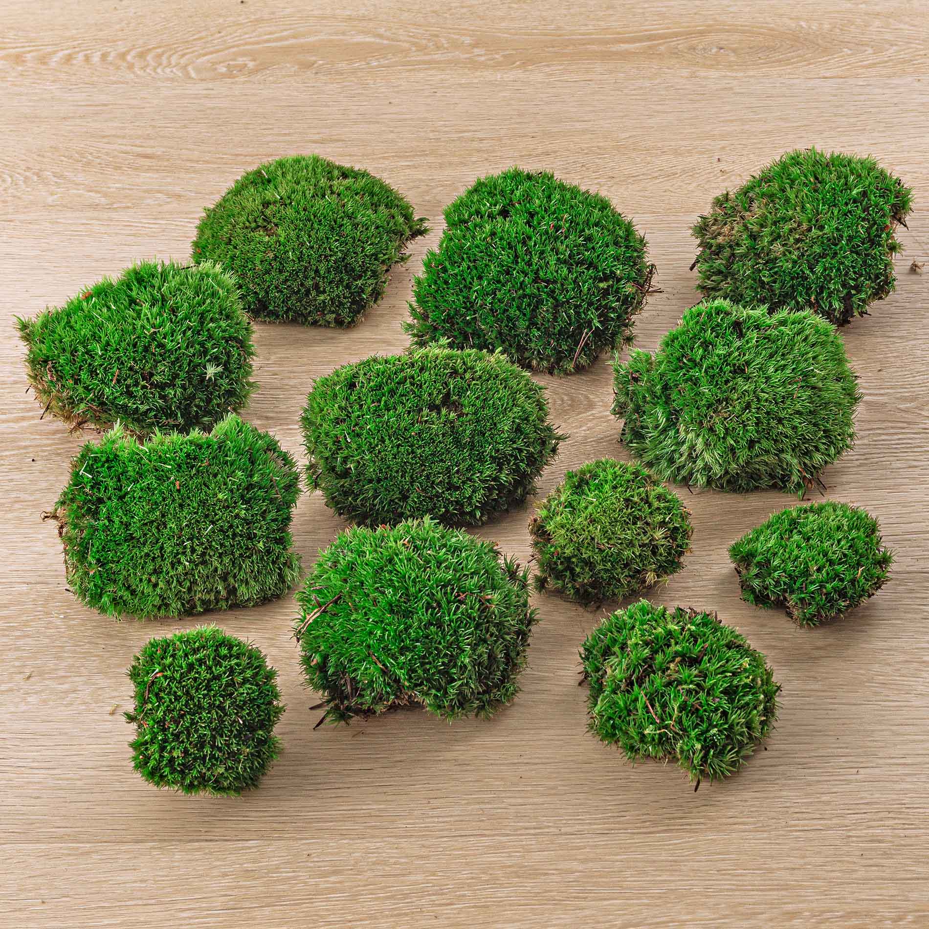 Trendhero.nl/b2b - Wholesale Live Plant - Live Cushion Moss - Premium Fresh Moss - Bun Moss - Pillow Moss - Leucobryum glaucum4