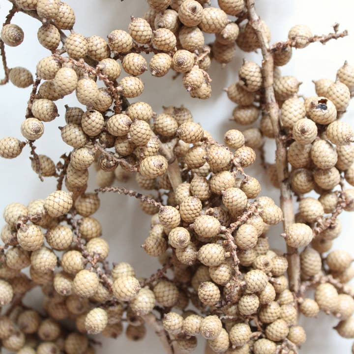 Canella Berry - Dried for wholesale by Roxanne's Dried Flowers