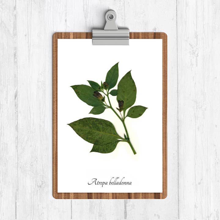 Imprimé botanique Belladonna pour la vente par Ecobota