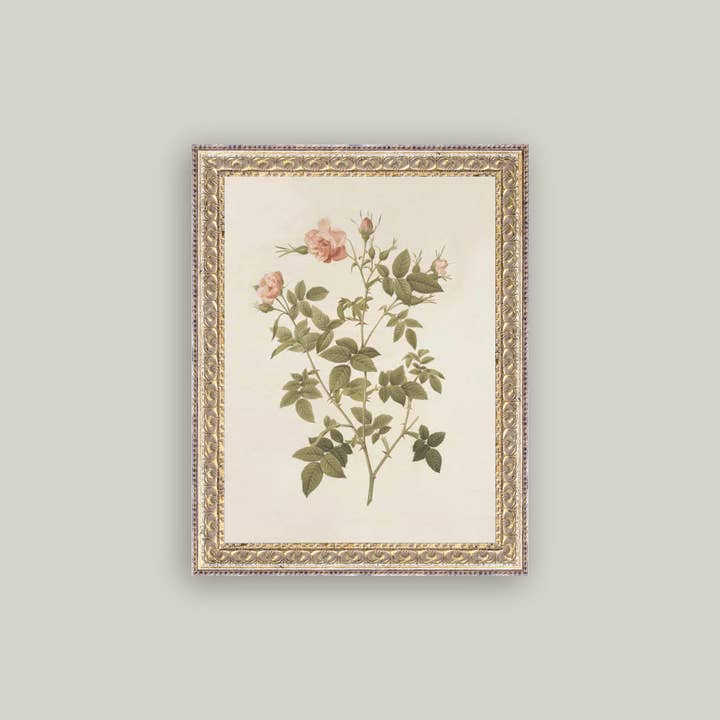 Petal Lane Home - Wholesale Wall Art Set - Rosa Framed Antique Art