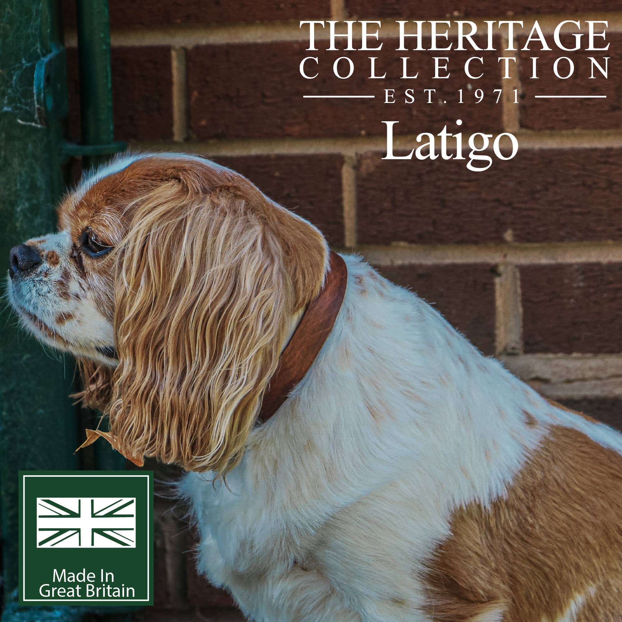 Ancol Pet Products Ltd – wholesale Pet collar – Dog – Latigo Leather Collar Chestnut3