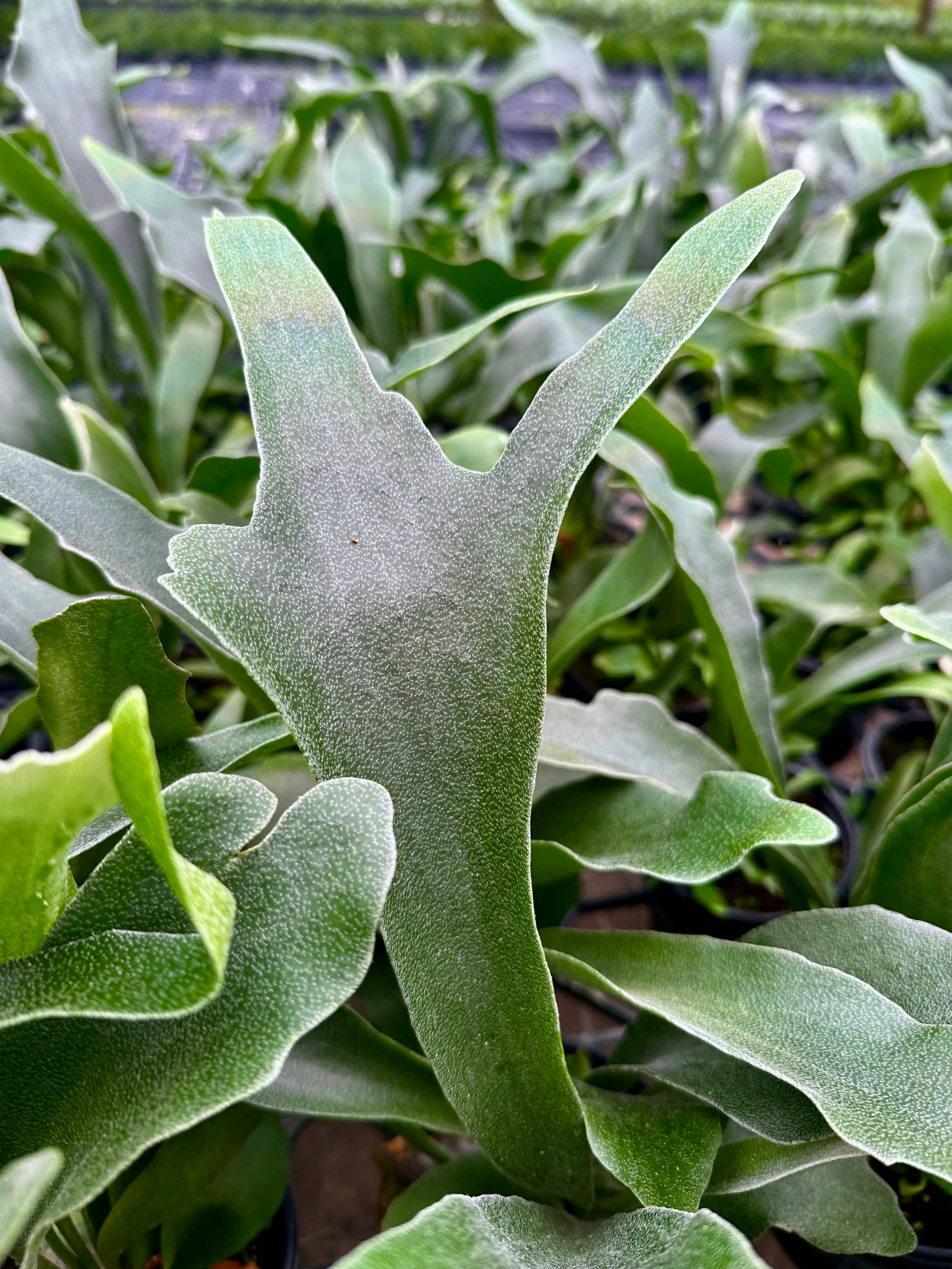 Central Florida Ferns & Foliage - Wholesale Live Plant - FERN Staghorn Bifurcatum Live Plant 4in0