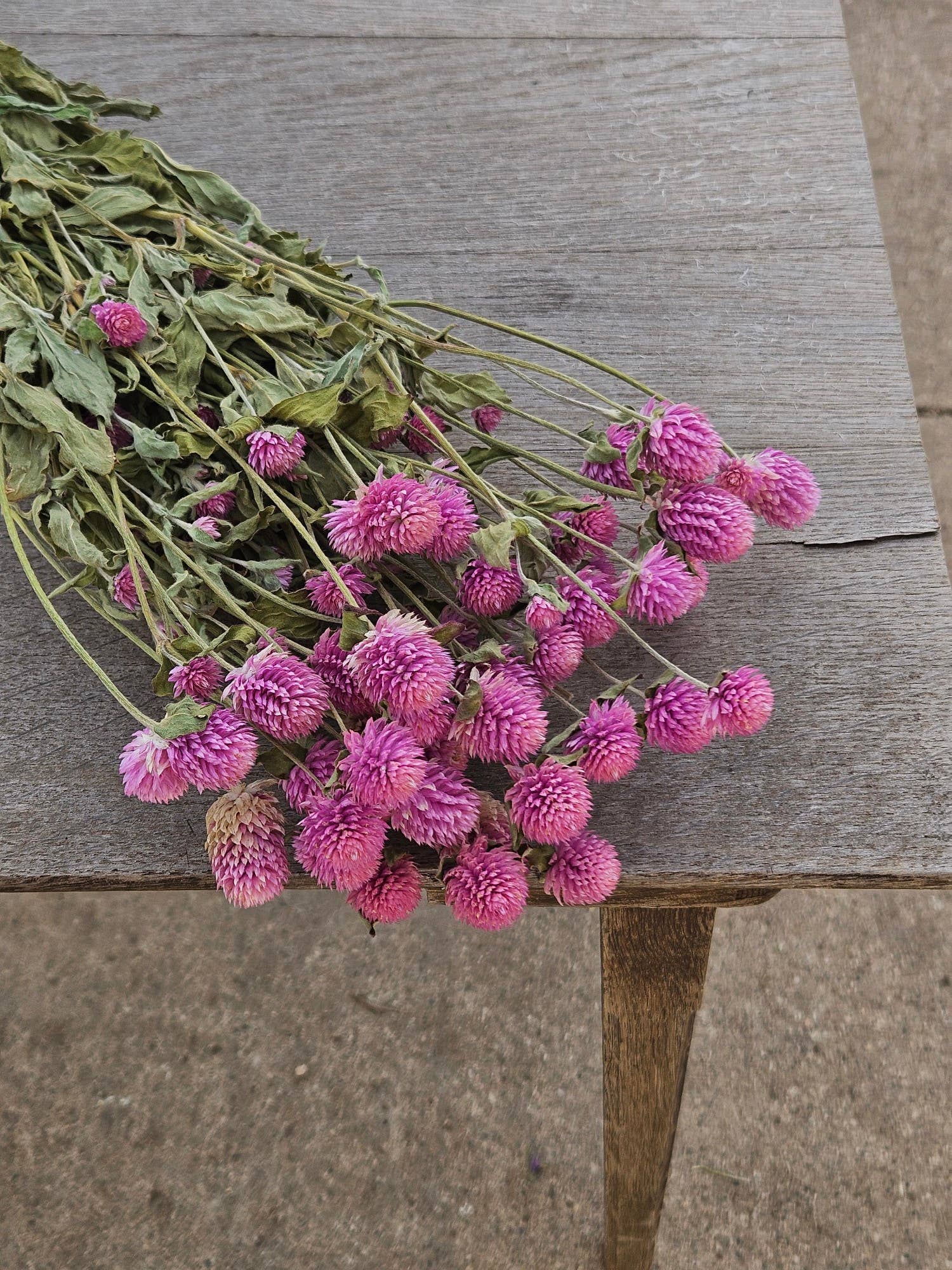 Alissas Flower Farm - Wholesale Dried/Pressed Flowers - Dried Gomphrena1