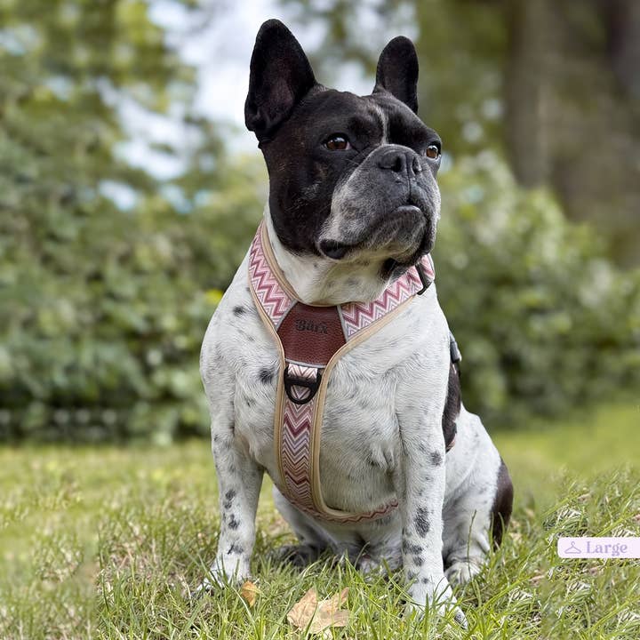 Barx - Wholesale Pet Harness - Dog - Adventure Air Harness | Missoni3