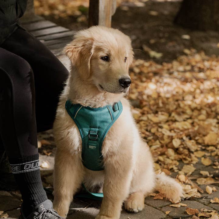 Peachy Dogs - Wholesale Pet Harness - Dog - Mojito Classic 2.0 Harness6