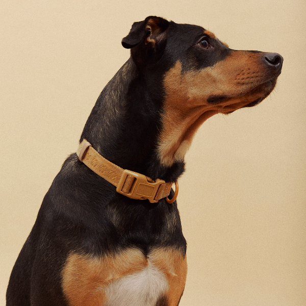 ARISTOPET - Wholesale Pet Collar - Dog - SIGNATURE COLLAR16