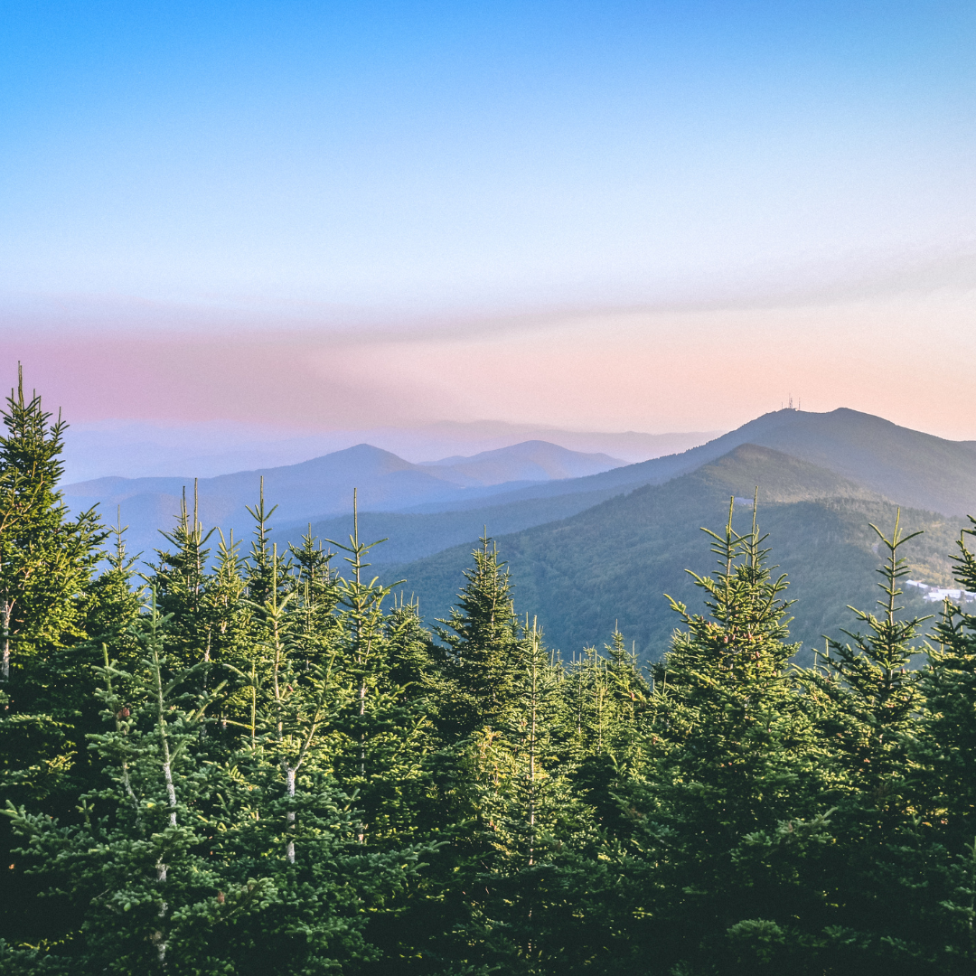 Fernberry - Vente Bougie en bocal - Asheville - Bougie à mèche en bois de 8 oz (inspirée de la destination NC)2