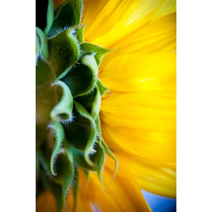 Bright as the Sun Fine Art Print for wholesale by Christi Kraft Photography