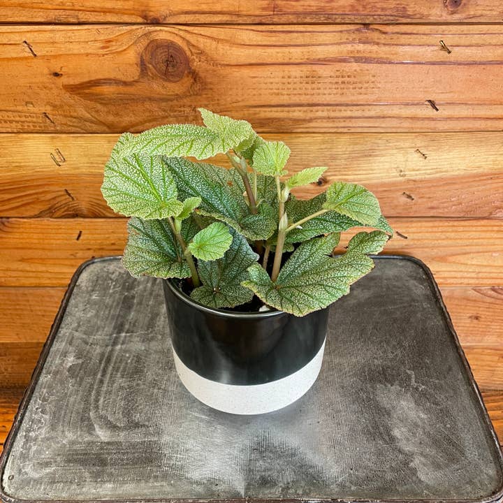 The Plant Farm - Wholesale Live Plant - Begonia Angel Wing Sinbad Pink, 4” Plant