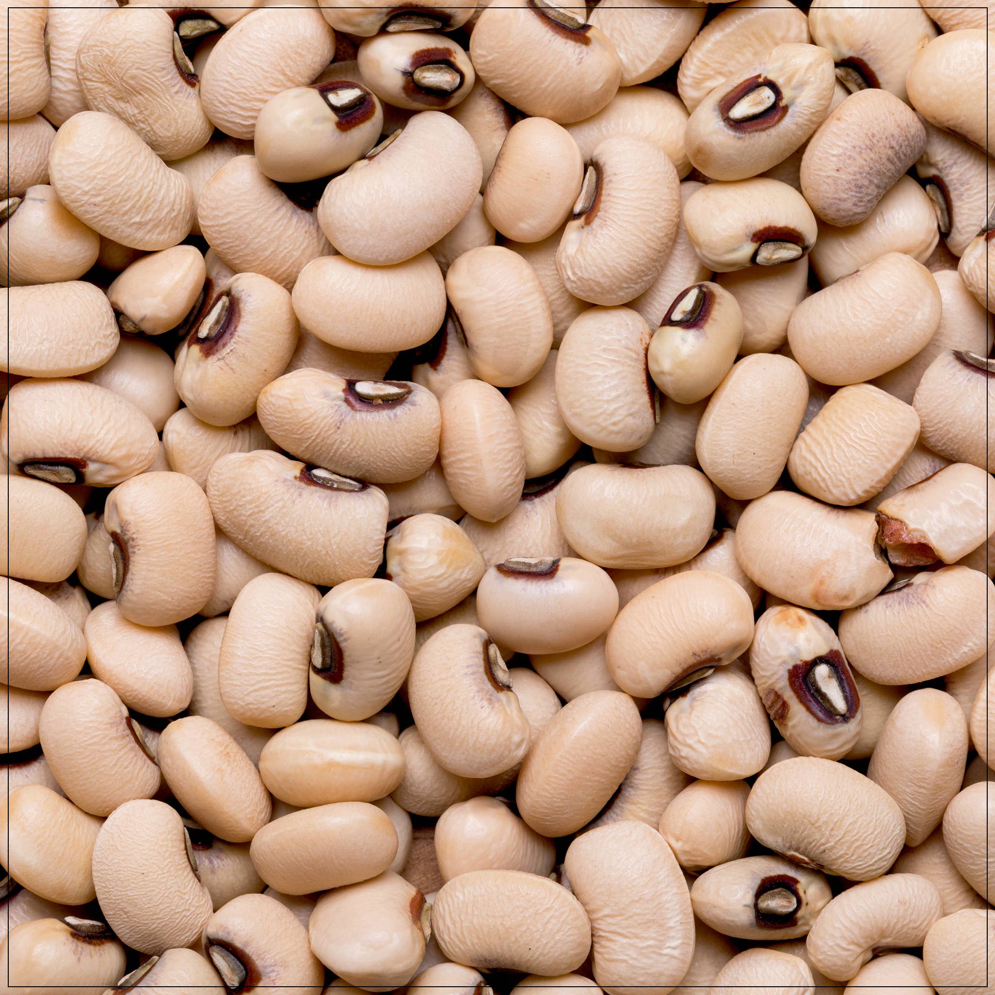 Alive Herbals - Wholesale Beans - Navy Beans0