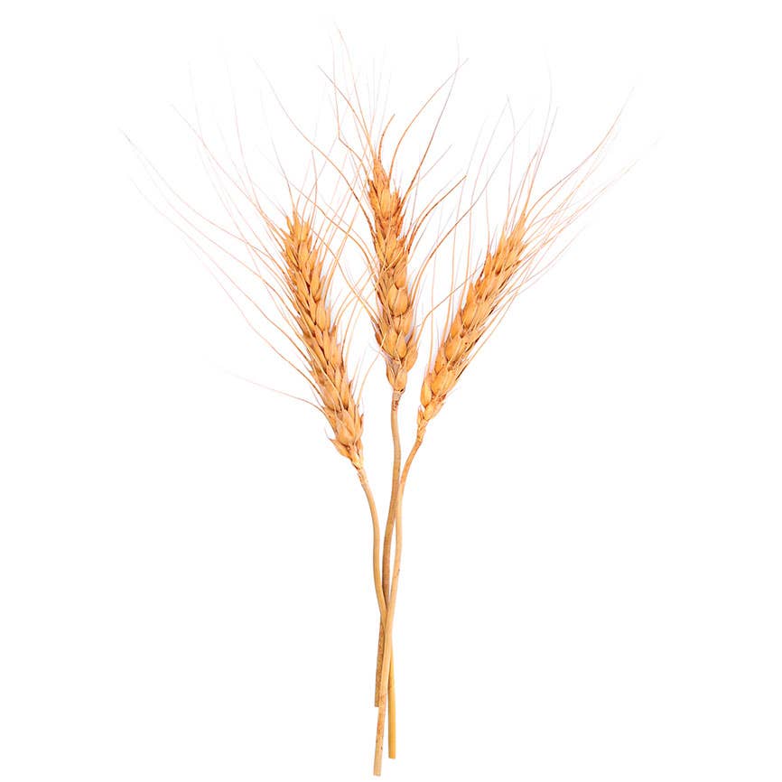 STILNOVO - Venta al por mayor Pasta - Pici artesanal italiano1