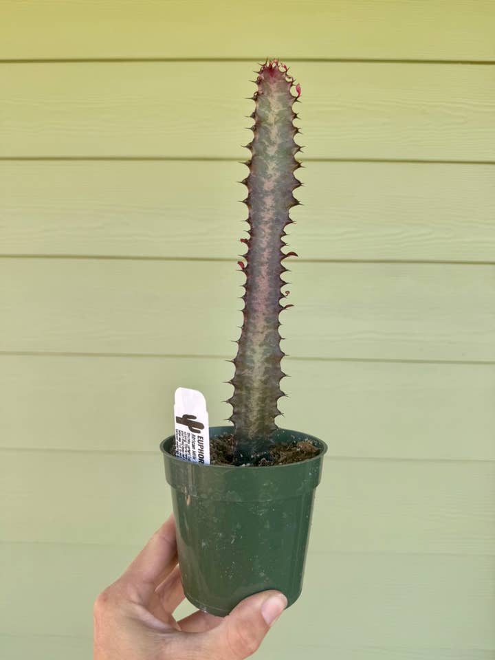 4" Cactus - African Milk Tree for wholesale by Northern Pacific Printing Company