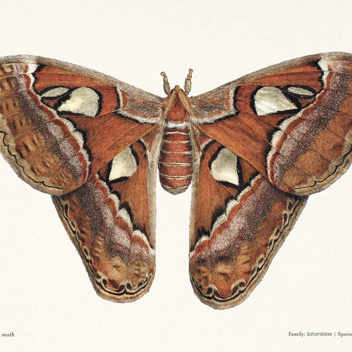 Hidden Planet – wholesale Nature and outdoors – Sensational Butterflies4