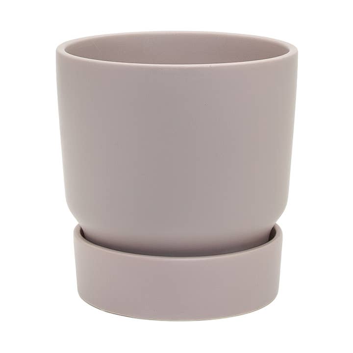 Small Stockholm Fog for wholesale by Potted