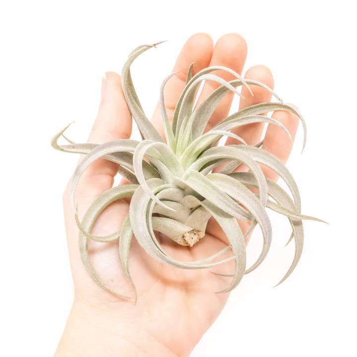 Air Plant Shop - Wholesale Live Plant - Tillandsia Harrisii Air Plants (24)