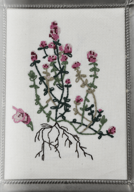 Sow True Seed - Vente Graines de plantes - Graines de Thym - Anglais1