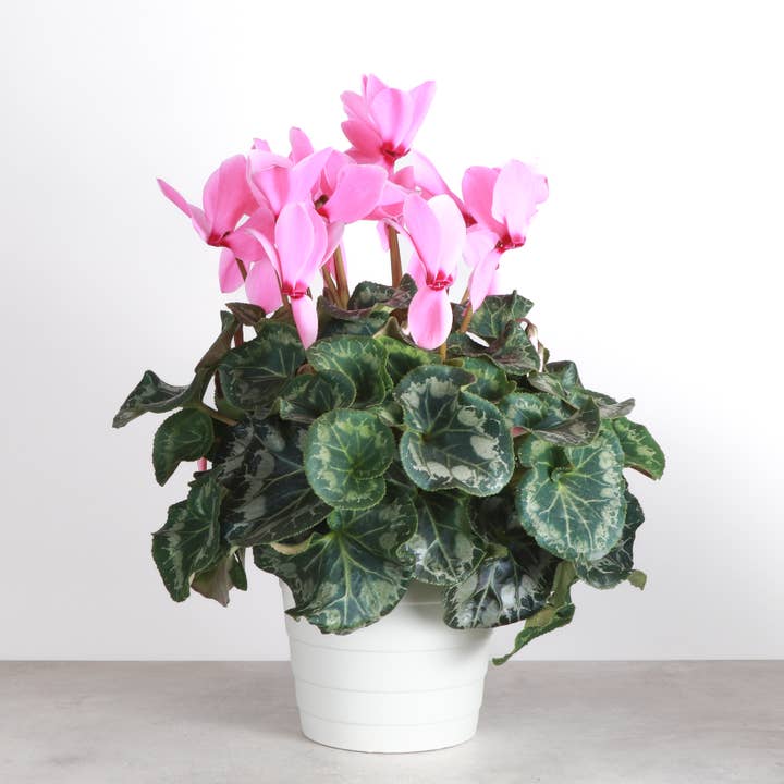 Thorsen's Greenhouse - Wholesale Live Plant - Blooming Cyclamen - Assorted Color - 6" Live Plant