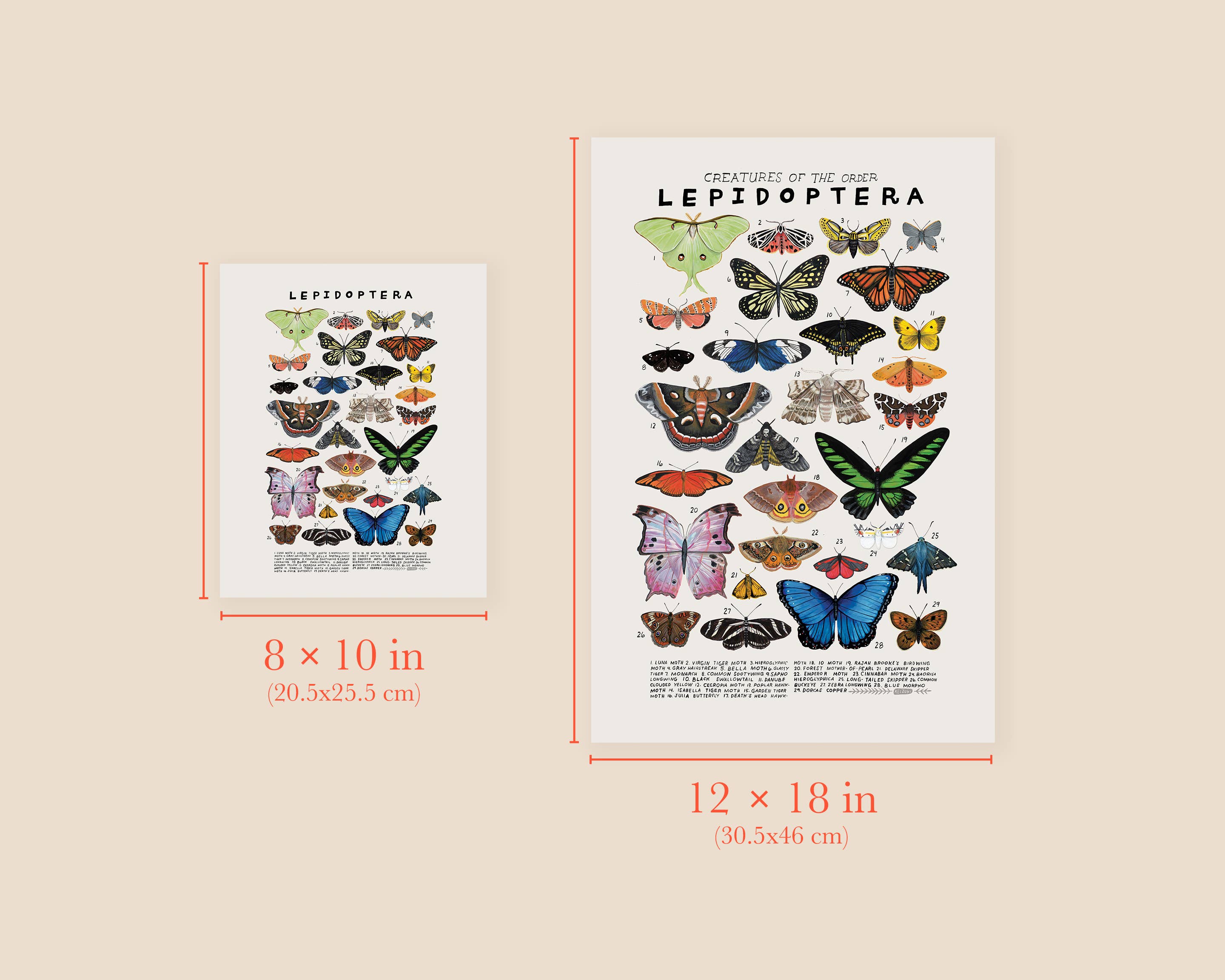 Kelzuki – wholesale Art print – Lepidoptera: Butterflies, Moths Art Print2