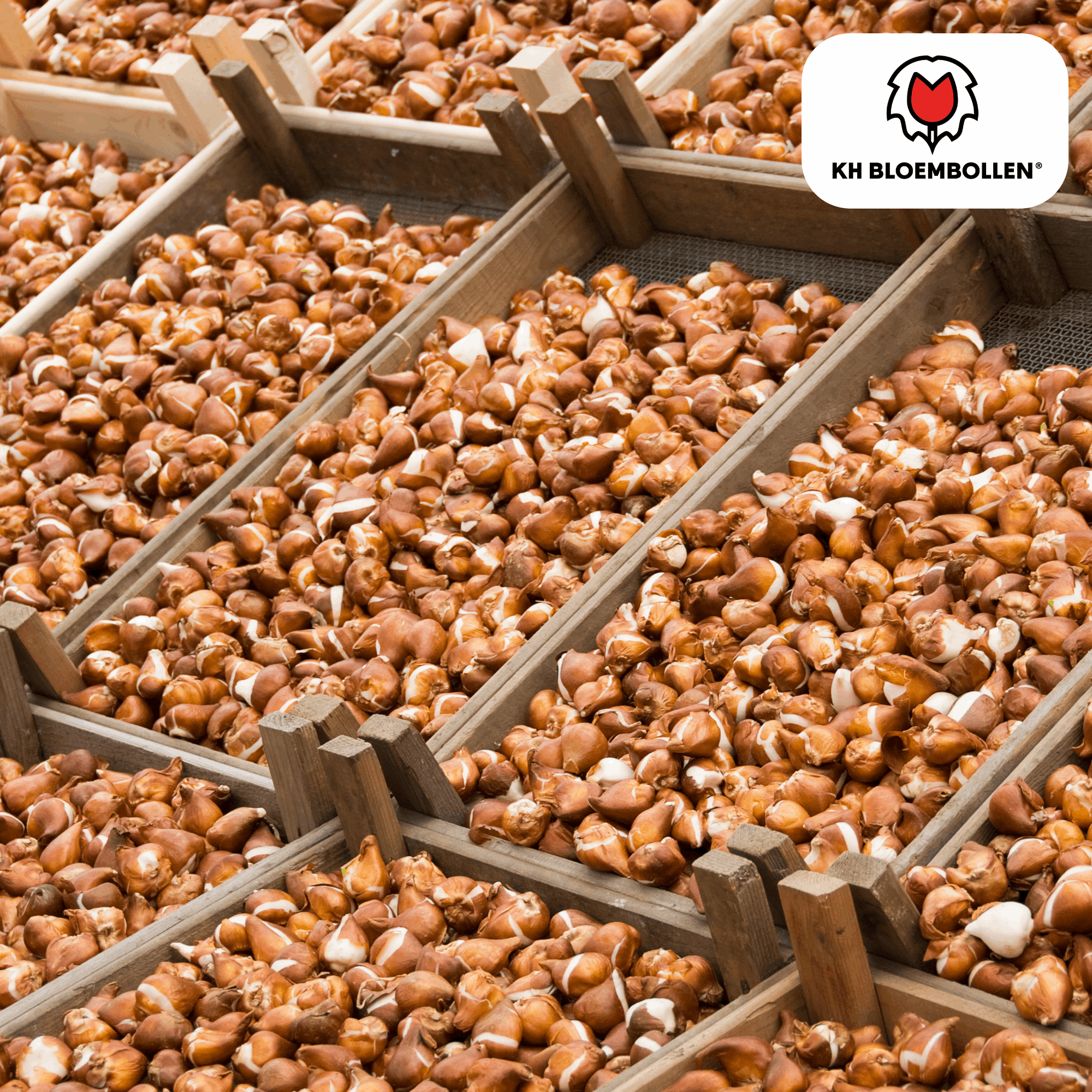 Oasis of Life – wholesale Live plant – Tulip Bulbs Jan Seignette – 20 Flower Bulbs – Red-Yellow Striped Tulip – Classic & Striking – For Garden & Pot5