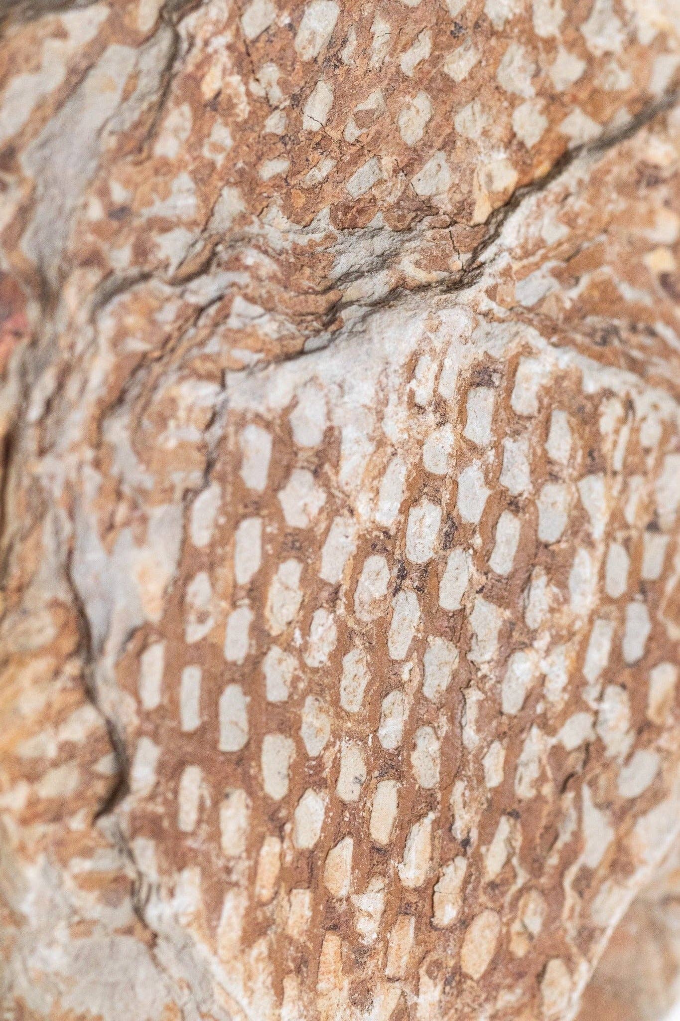 Stemcell Science Shop – wholesale Decorative tabletop object – Graptolite2