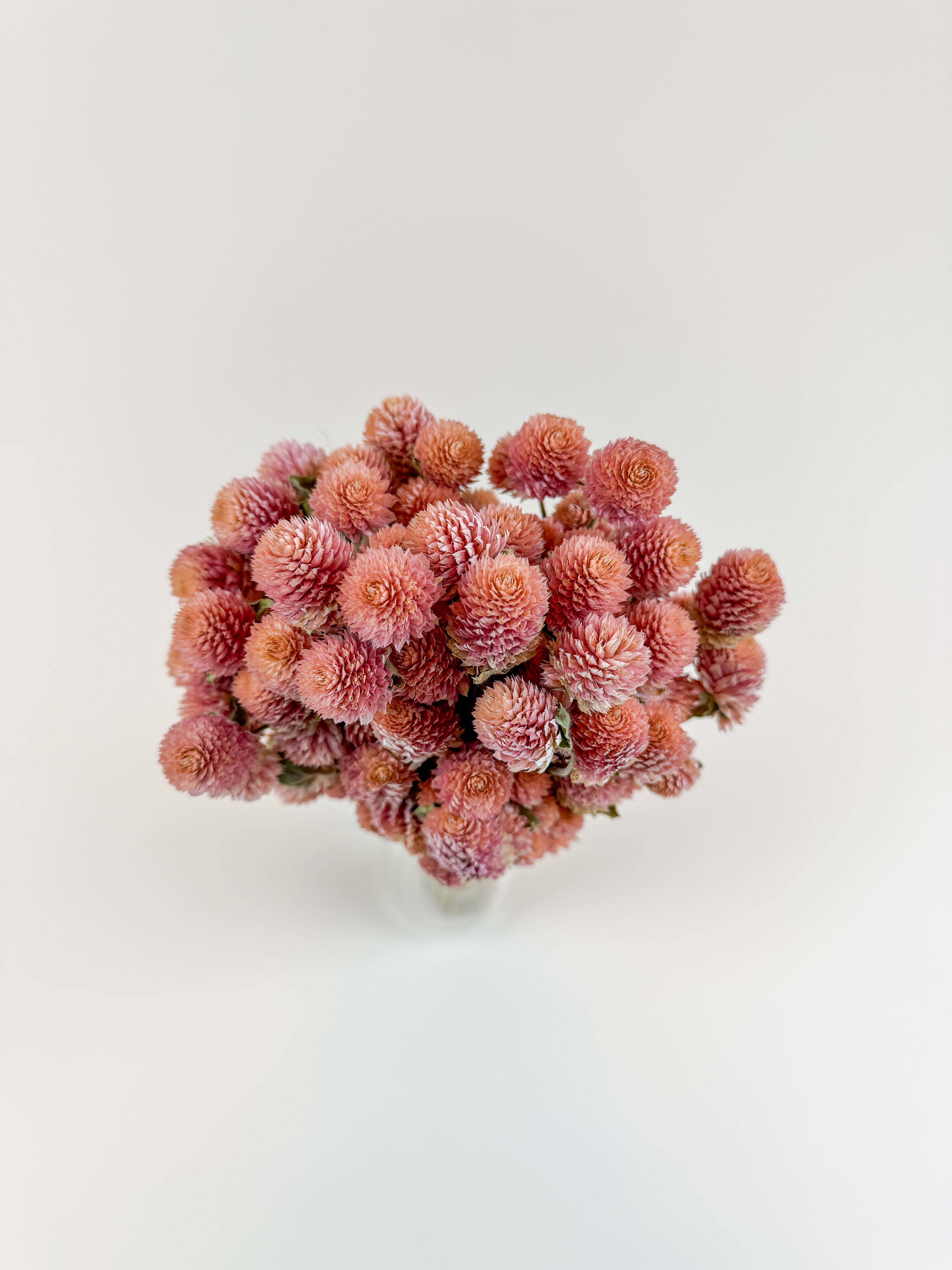 Lovejoy Farms Premium Dried Flowers - Wholesale Dried/Pressed Flowers - Rose Pink Globe Amaranth - Naturally Dried Flowers2