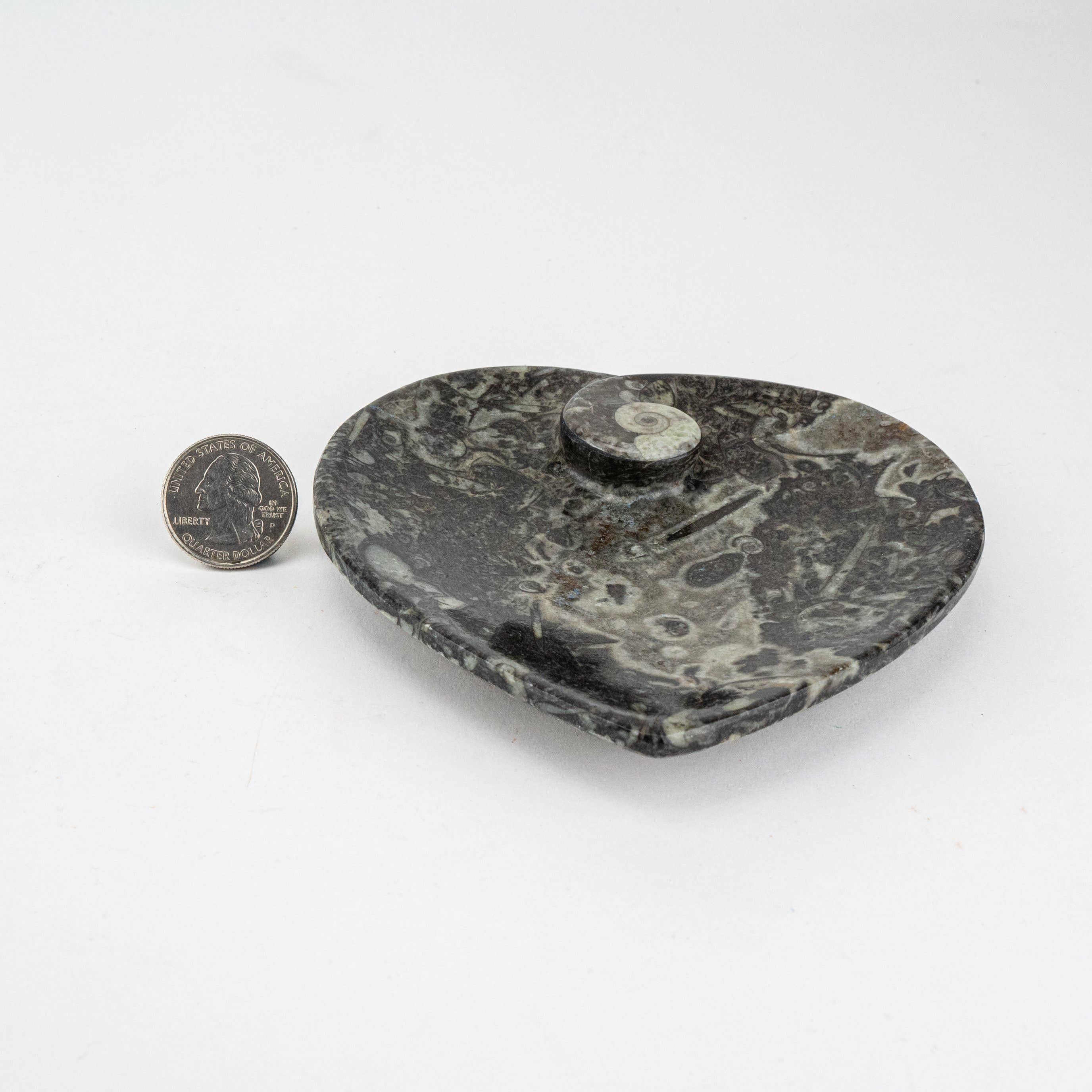 Pelham Grayson Rose – wholesale Dekorativ tallrik/fat/skål – Fossil Hjärtfat med Ammonit på sidan 100 mm Svart4