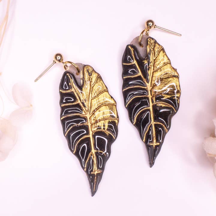 Alocasia Black Velvet ‘Gold Flame’ for wholesale by Klaily