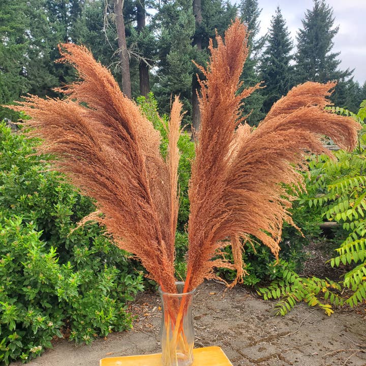 No-Shed Silky Large Pampas (3-4ft) - Terracotta Brown (717) for wholesale by BLOOMINGFUL.COM